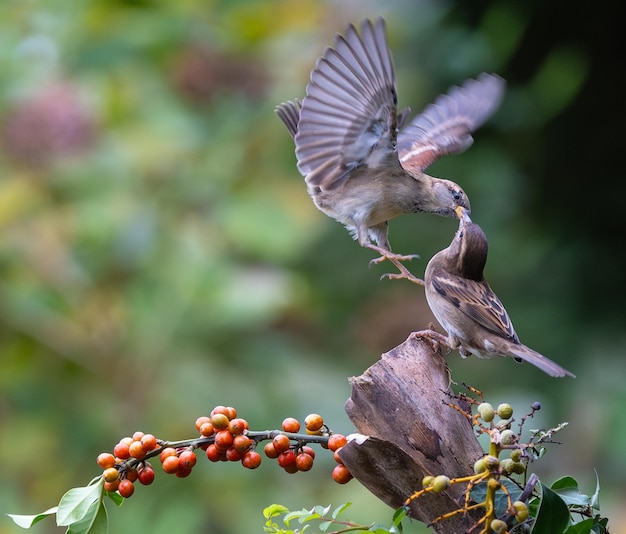 Photo des moineaux avec des acrobaties inhabituelles se battent et volent pour la nourriture et le territoire.