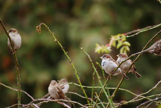 Moineaux sur la branche