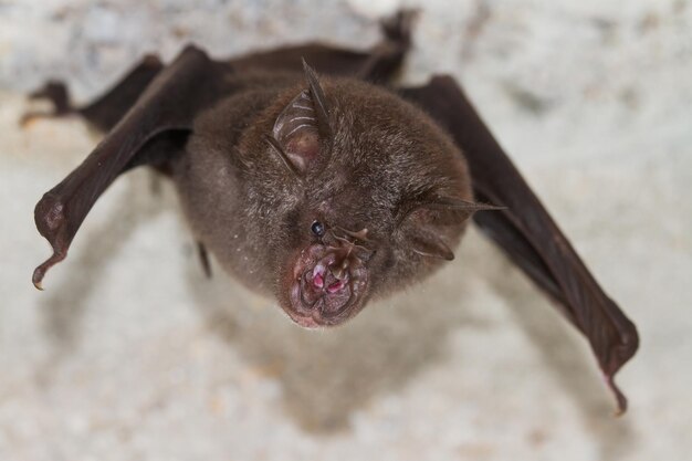 Photo moins horseshoe bat rhinolophus pusillus, il soupçonné d'être la source de corona 2019.