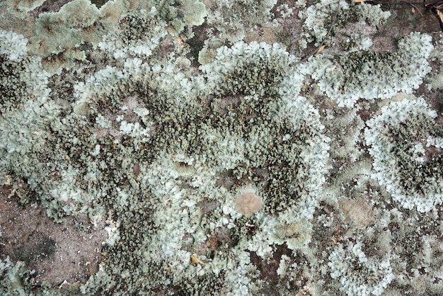 Moisissure blanche dans la nature sur fond de pierre