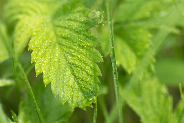 Moisissure sur les fraises