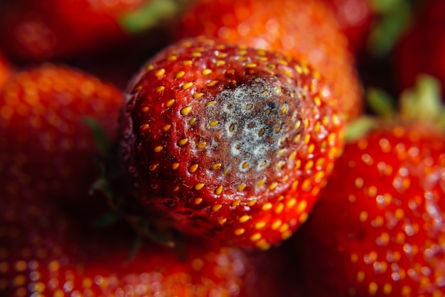 Moisissure grise sur les fraises fraîches mûres rouges de la ferme, gros plan, mise au point sélective, arrière-plan flou. Processus de contrôle qualité avant l'envoi au détail. Produits périssables dangereux pour la santé.