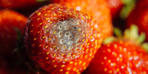 Moisissure grise sur les fraises fraîches mûres rouges de la ferme, gros plan, mise au point sélective, arrière-plan flou. Processus de contrôle qualité avant l'envoi au détail. Produits périssables dangereux pour la santé.