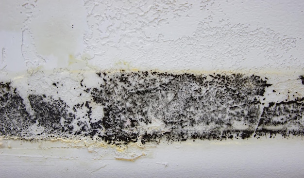 Moisissure noire sur le mur Champignon sur le mur après l'inondation de la mise au point sélective de la maison