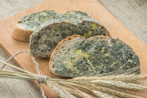 Moisissure se développant rapidement sur le pain moisi dans les spores vertes et blanches.