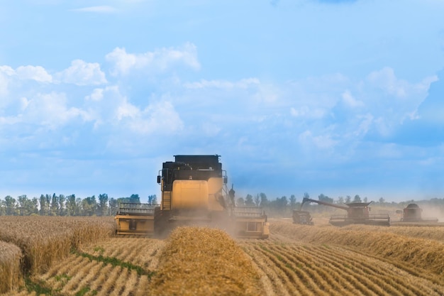 Moissonneuse-batteuse en action sur le terrain Moissonneuse-batteuse Machine de récolte pour récolter un champ de blé