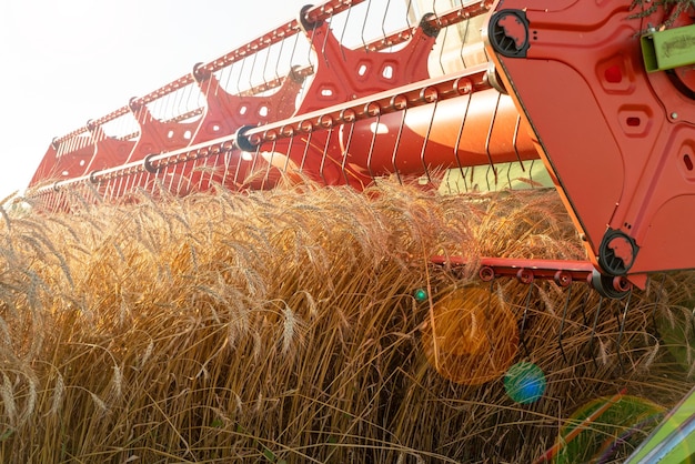 La moissonneuse-batteuse enlève le travail agricole de blé mûr récoltant le grain dans le champ