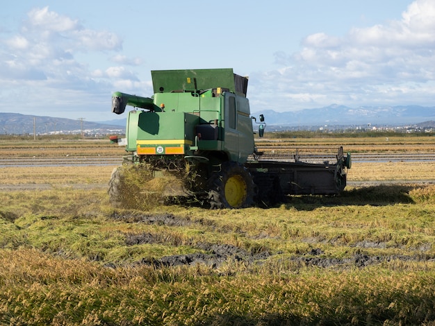 Moissonneuse-batteuse récoltant un champ de riz mature. Notion agricole