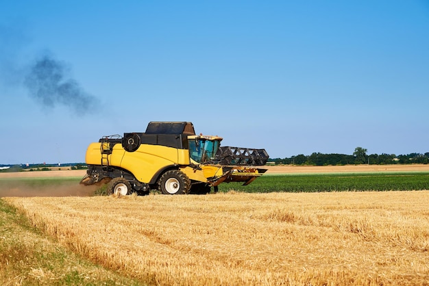 Moissonneuse-batteuse récoltant du blé mûr doré dans un champ agricole