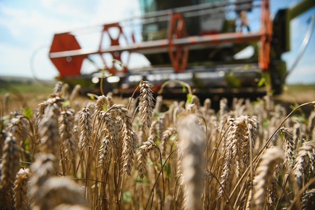 La moissonneuse-batteuse récolte l'agriculture de blé mûr