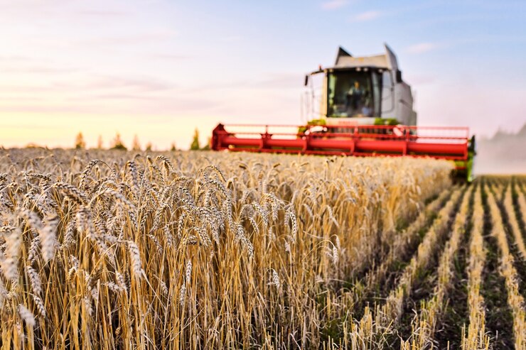 Photo la moissonneuse-batteuse récolte du blé mûr. oreilles mûres de champ d'or sur le ciel orange nuageux coucher de soleil. concept d'une riche récolte. image de l'agriculture