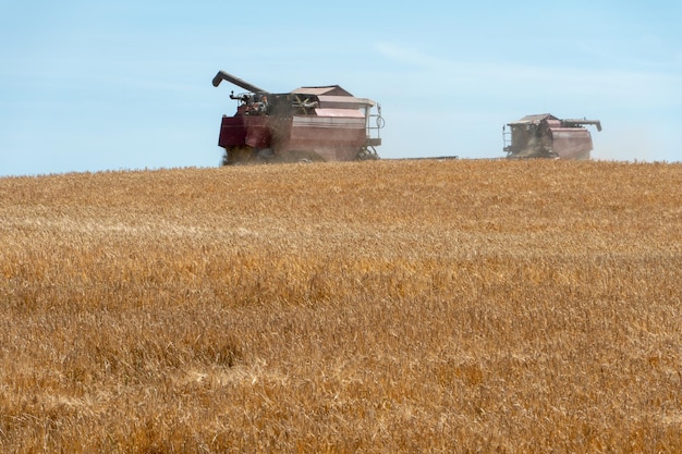 Moissonneuse-batteuse tout en travaillant dans le champ avec du blé pendant la campagne de récolte Combiner la récolte du champ de blé La saison de récolte des céréales