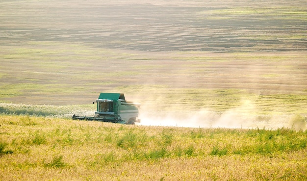 La moissonneuse récolte, au milieu des champs sans fin