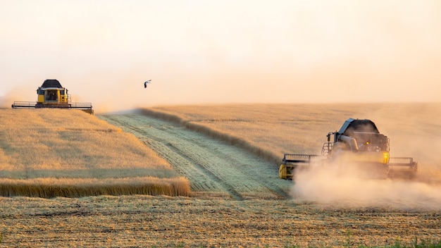 La moissonneuse récolte le blé dans le champ. préparation du grain. agronomie et agriculture.