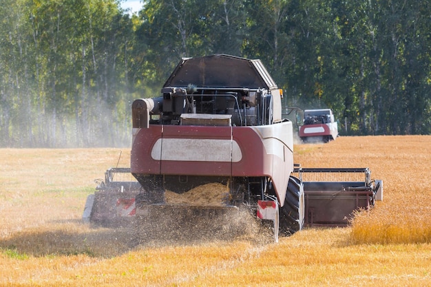 Moissonneuses-batteuses modernes travaillant sur le terrain par temps clair et ensoleillé