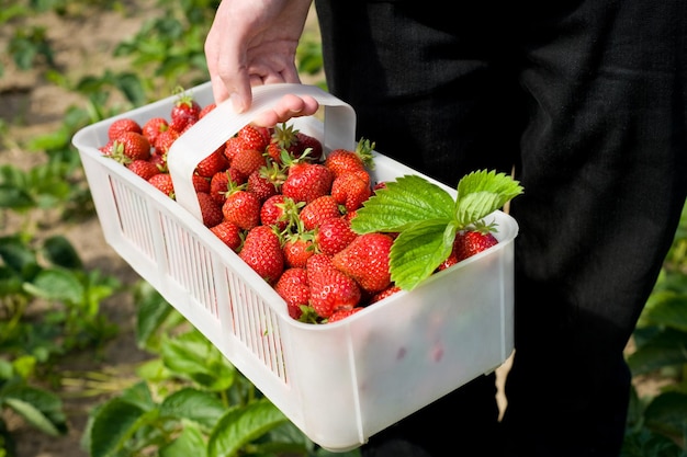 La moitié de l'agriculteur a récolté des fraises fraîches de la ferme