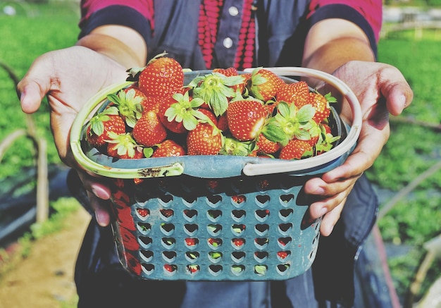 La moitié d'une femme tenant des fraises.
