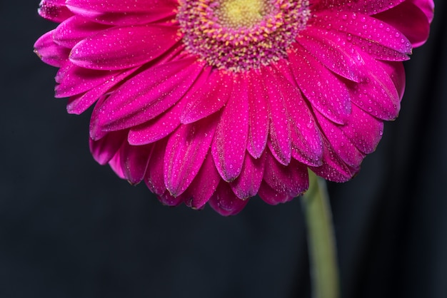 La Moitié De La Fleur De Gerbera Rouge Avec Des Gouttes D'eau Se Bouchent Sur Fond Noir