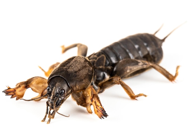 Photo mole cricket insecte lat gryllotalpidae isolé sur fond blanc