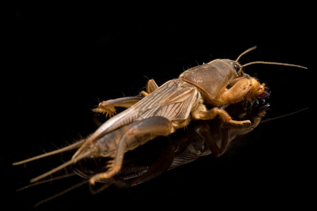 Mole cricket isolé sur noir