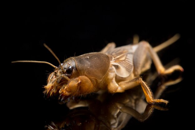 Mole cricket isolé sur noir