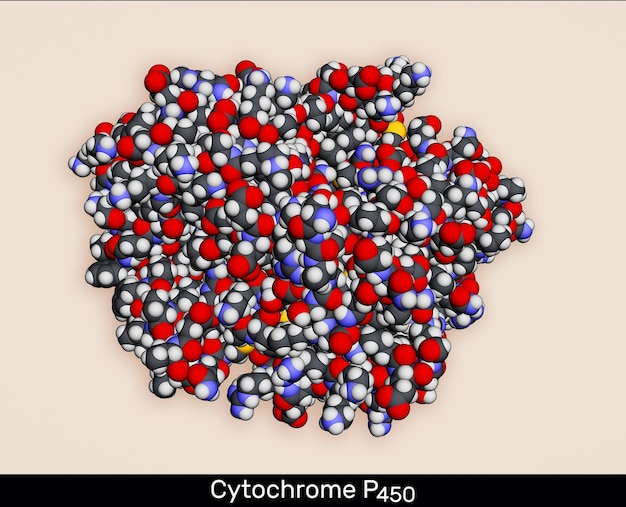 La molécule de cytochrome P450 CYP 3A4 Modèle moléculaire de rendu 3D Illustration