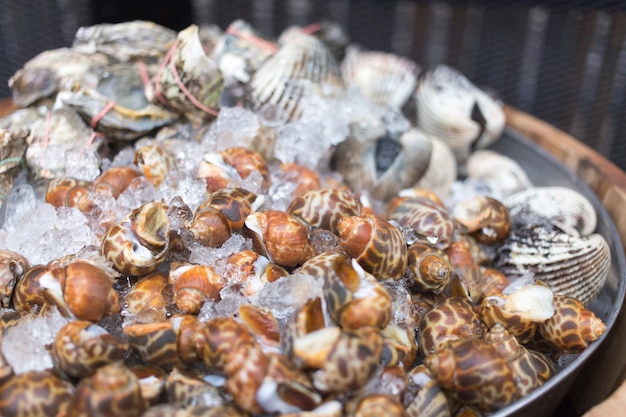 Mollusque avec de la glace pour faire des fruits de mer