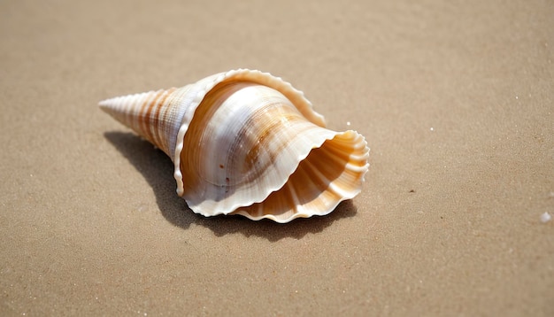 Mollusque de mer Coquille de mer sur une plage de sable