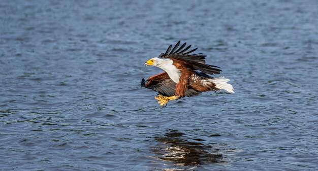 Moment de l'attaque de l'aigle pêcheur africain sur le poisson dans l'eau.