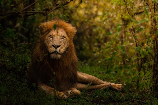 Un moment doux avec un lion féroce le roi de sa fierté prend quelques moments de calme seul