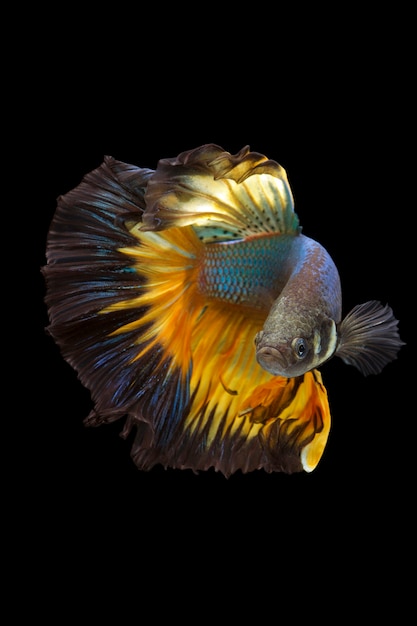 Photo le moment émouvant magnifique du poisson betta sur fond noir