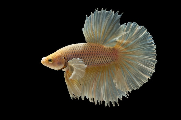 Le moment émouvant magnifique du poisson betta sur fond noir