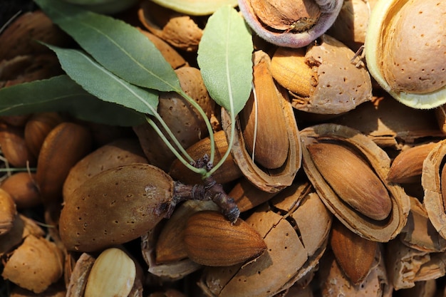 Moment de la récolte des amandes amandes cassées