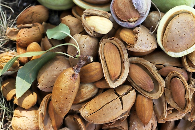 Moment de la récolte des amandes amandes cassées