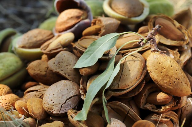 Moment de la récolte des amandes amandes cassées