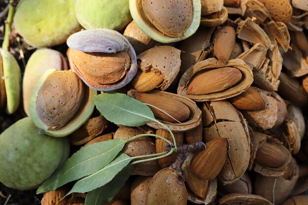 Moment de la récolte des amandes amandes cassées