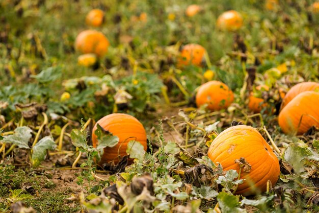 Moment de la récolte dans une grande ferme de citrouilles.