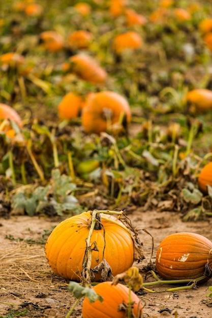 Moment de la récolte dans une grande ferme de citrouilles.