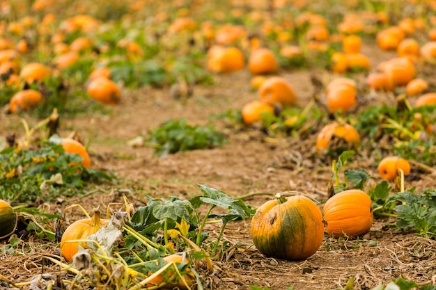 Moment de la récolte dans une grande ferme de citrouilles.