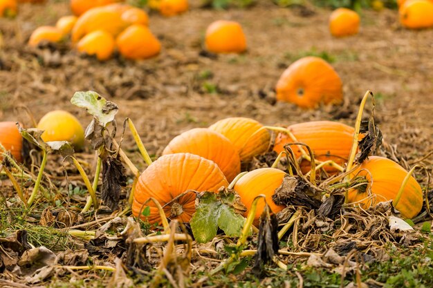 Moment de la récolte dans une grande ferme de citrouilles.