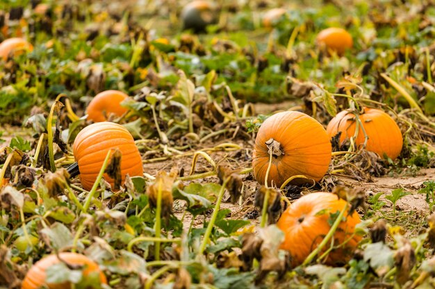 Moment de la récolte dans une grande ferme de citrouilles.