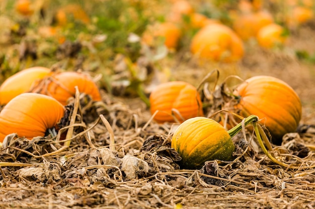 Moment de la récolte dans une grande ferme de citrouilles.