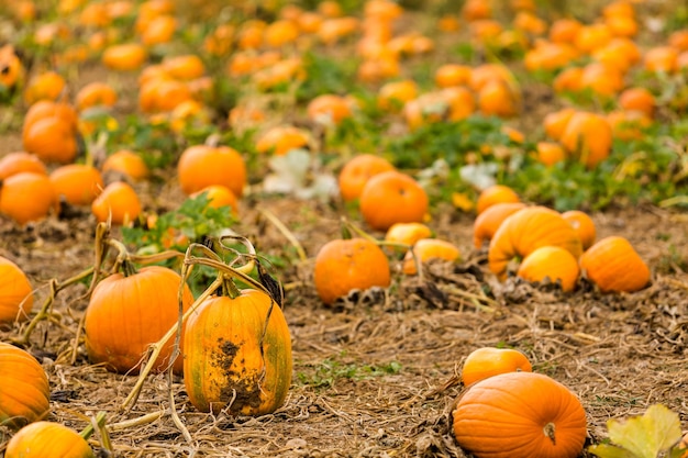 Moment de la récolte dans une grande ferme de citrouilles.