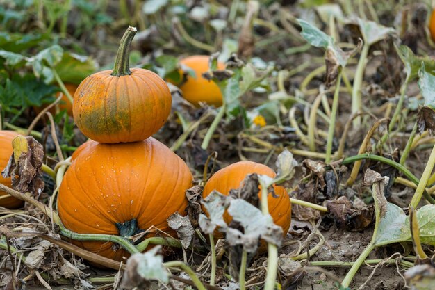 Moment de la récolte dans une grande ferme de citrouilles.