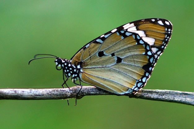 moments d'accouplement de papillons sur des fleurs, des papillons, des papillons,