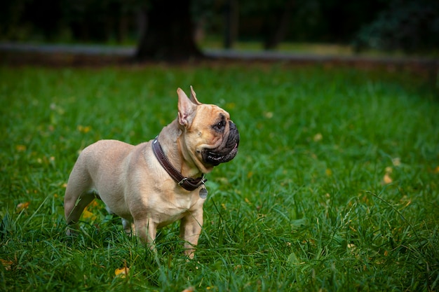 Mon ami est un bouledogue français nommé Dado