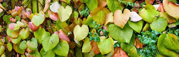 Mon jardin Belle vue sur le paysage de diverses feuilles de plantes colorées Vie de verdure mixte poussant dans la nature extérieure Gros plan de feuilles naturelles fraîches traversant différents changements de saison