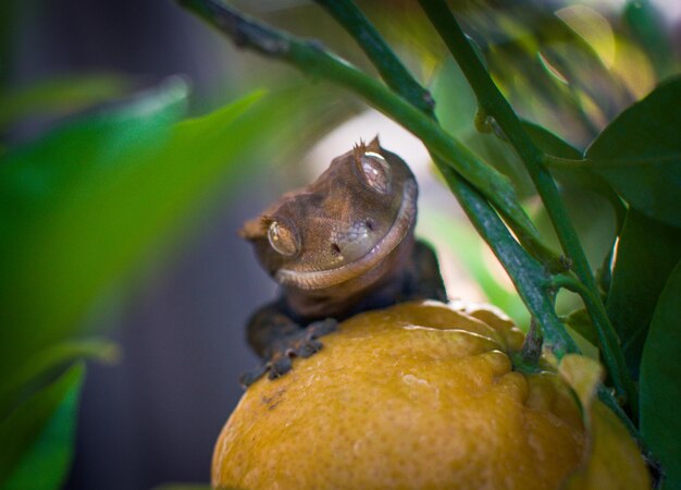 Photo mon magnifique gecko à crête