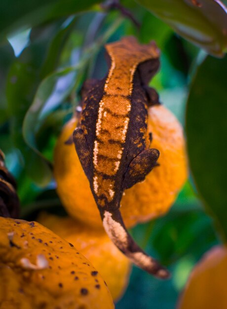 Photo mon magnifique gecko à crête