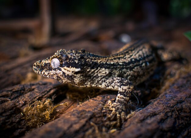 mon magnifique gecko à crête